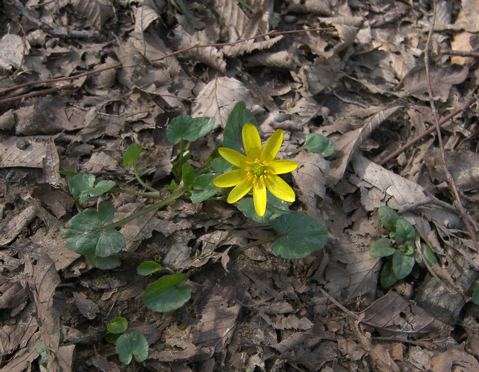 Image of Ficaria calthifolia specimen.