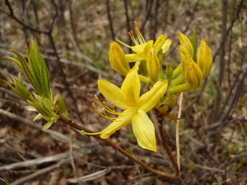 Image of Rhododendron luteum specimen.