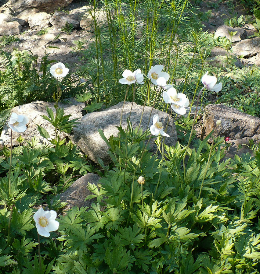 Изображение особи Anemone sylvestris.