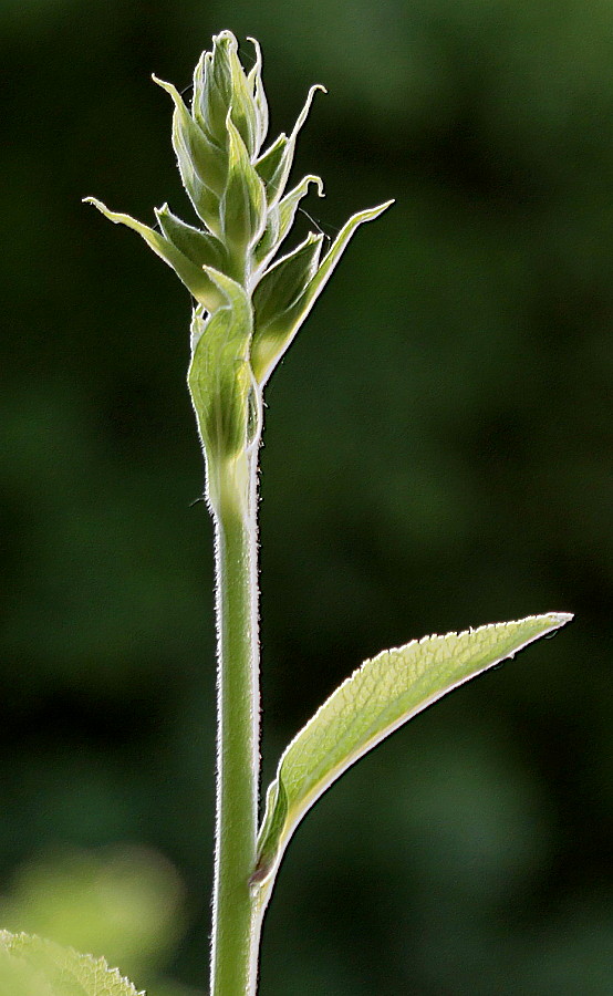 Image of Digitalis purpurea specimen.