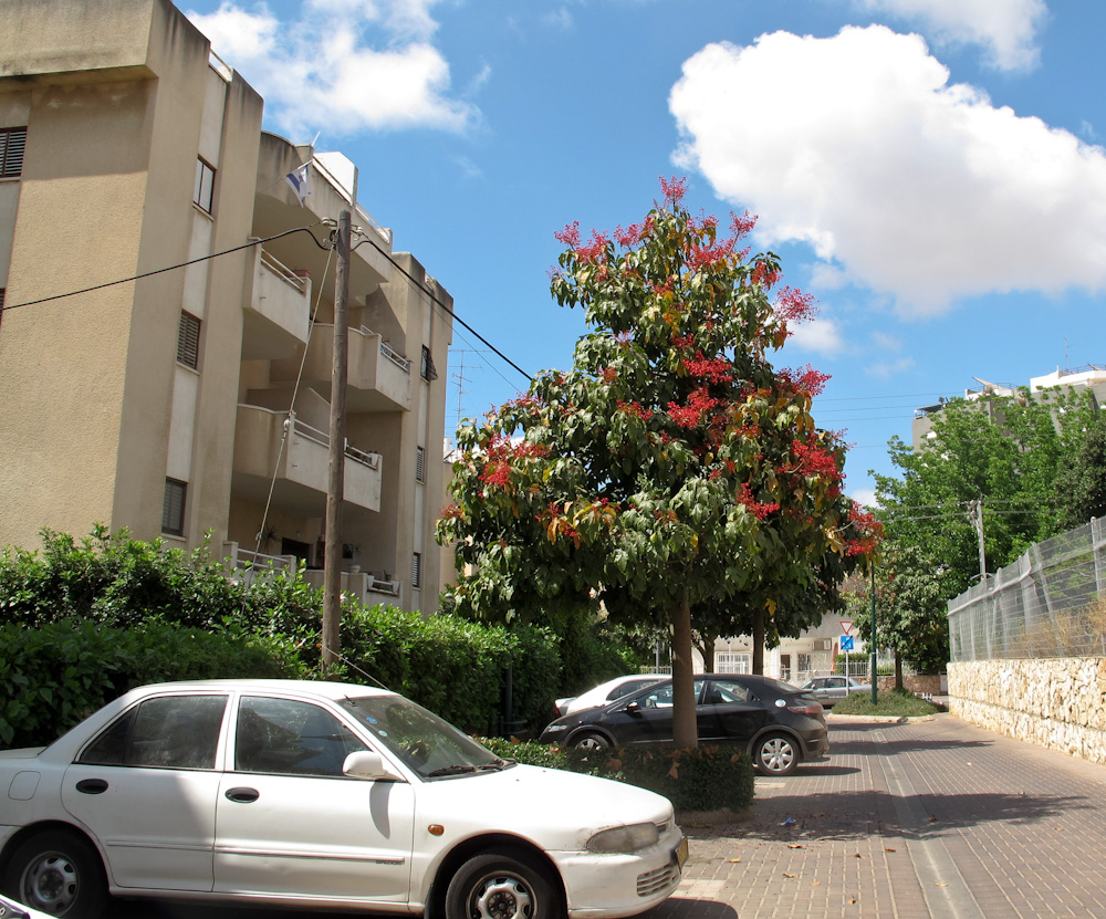 Изображение особи Brachychiton acerifolius.