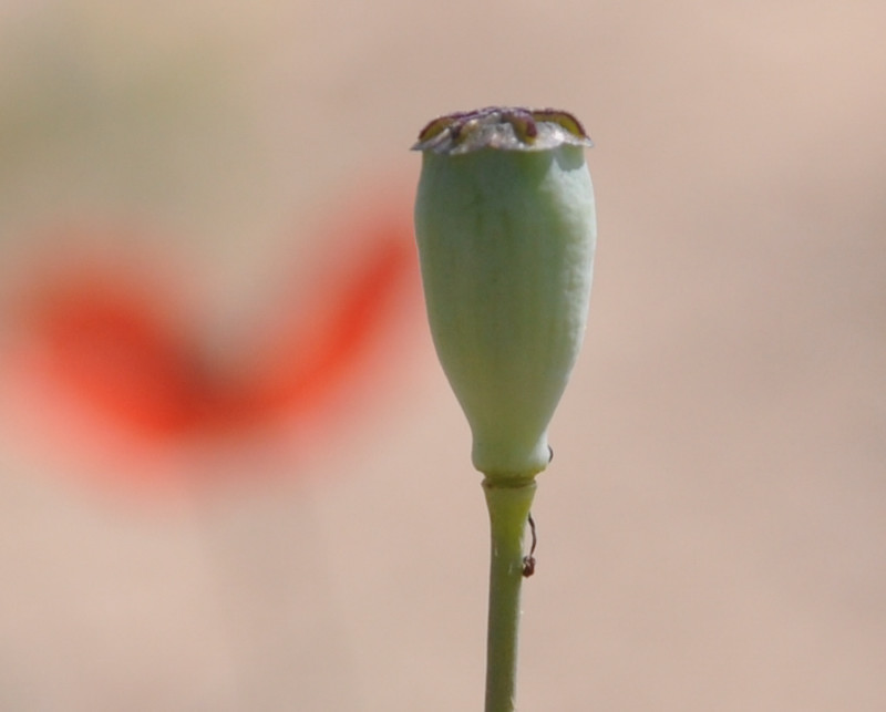 Image of Papaver lecoqii specimen.