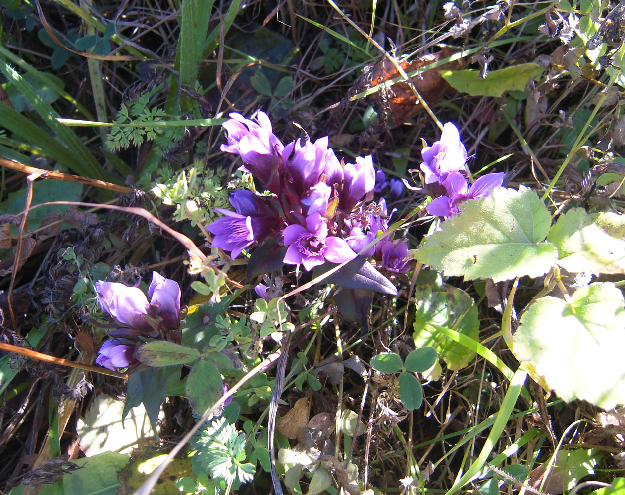 Изображение особи Gentianella biebersteinii.