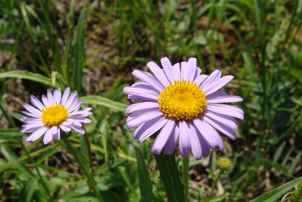 Изображение особи Aster alpinus.