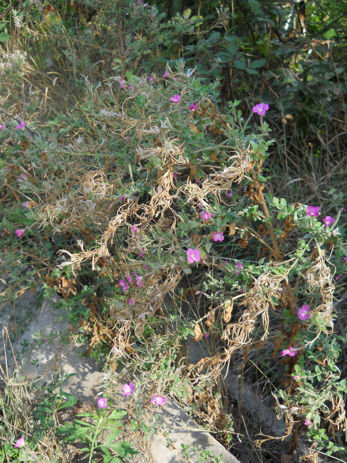 Image of Epilobium villosum specimen.