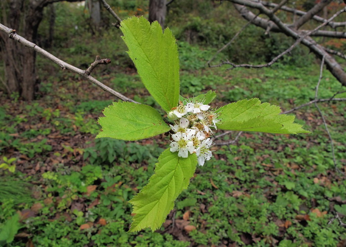 Image of Crataegus maximowiczii specimen.