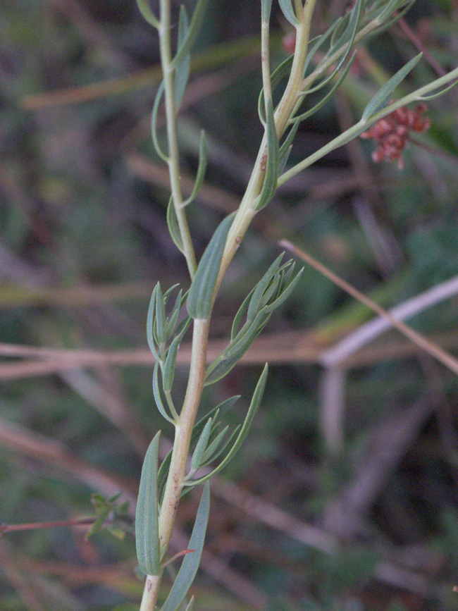 Image of Galatella pastuchovii specimen.