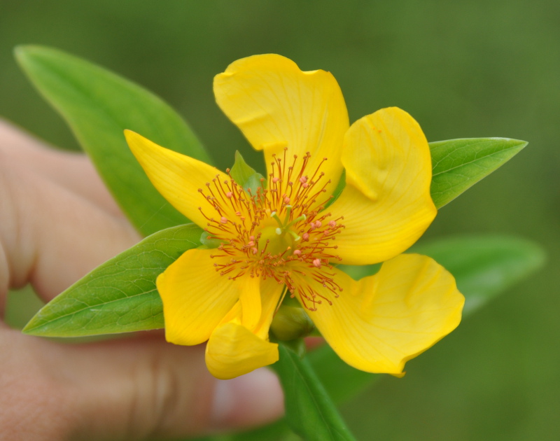 Image of Hypericum gebleri specimen.