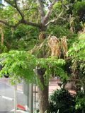 Radermachera sinica. Нижняя часть плодоносящего дерева. Монако, Монако-Вилль, возле спуска со Скалы у Океанографического музея. 19.06.2012.