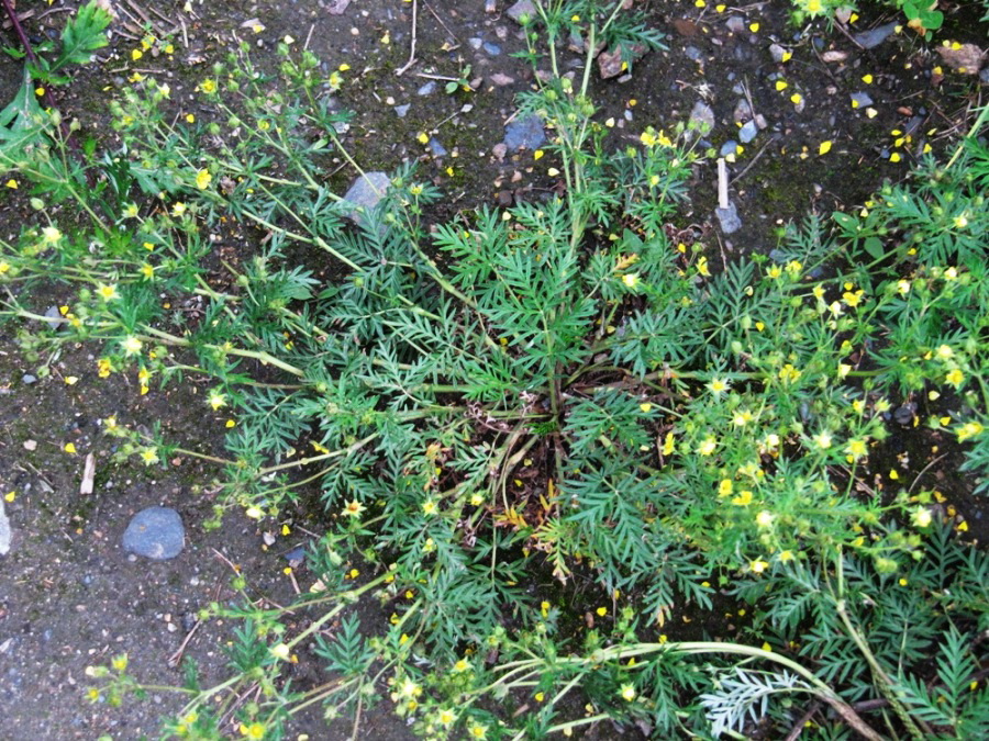 Image of Potentilla multifida specimen.