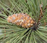 Pinus pallasiana. Шишка. Украина, г. Кривой Рог, ботанический сад. Январь 2013 г.