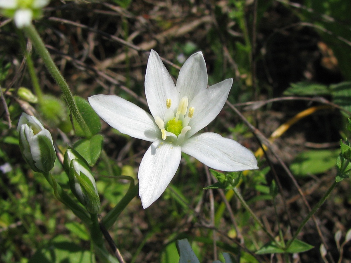 Image of Ornithogalum kochii specimen.