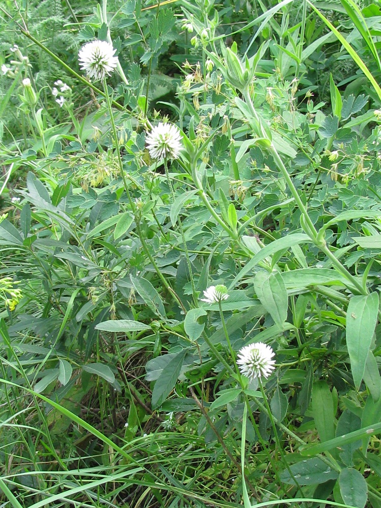 Изображение особи Trifolium montanum.