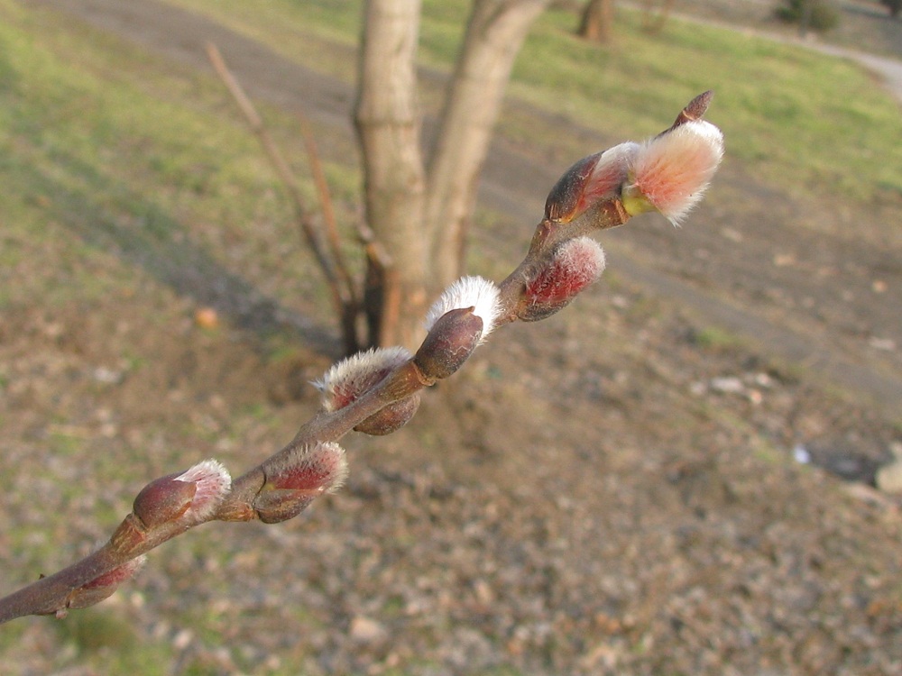 Image of Salix latifolia specimen.