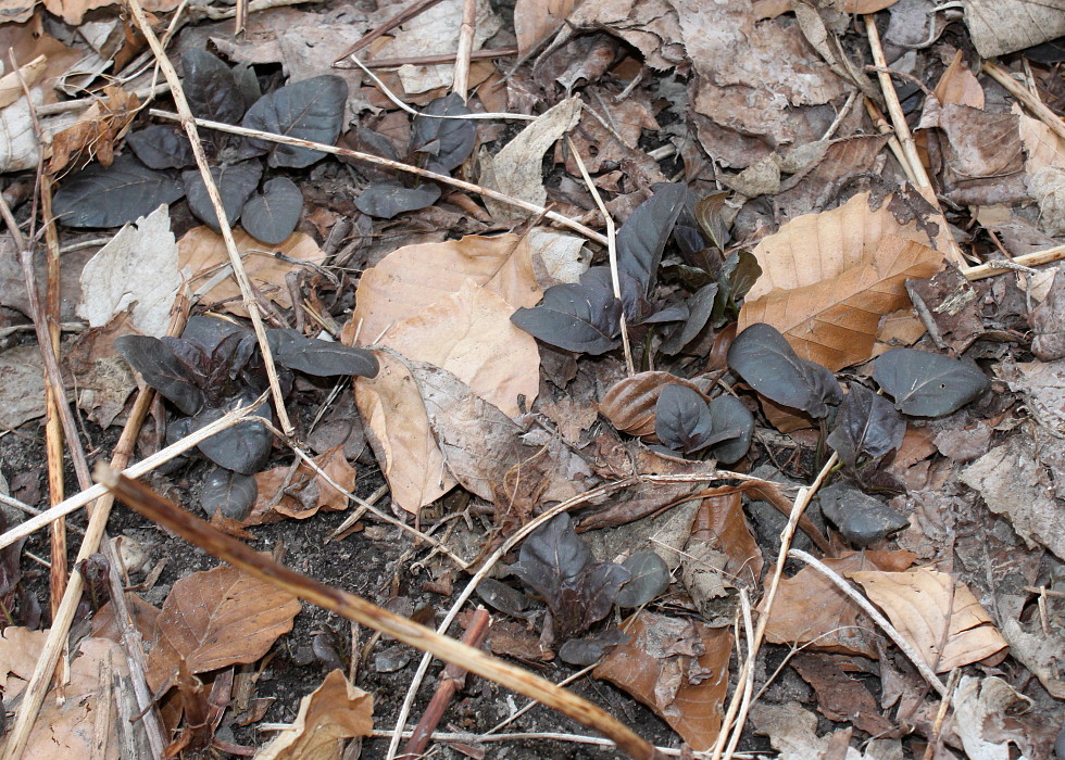 Image of Lysimachia ciliata specimen.