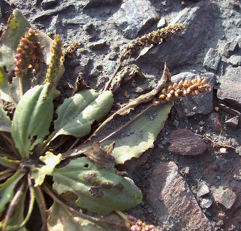 Image of Plantago uliginosa specimen.