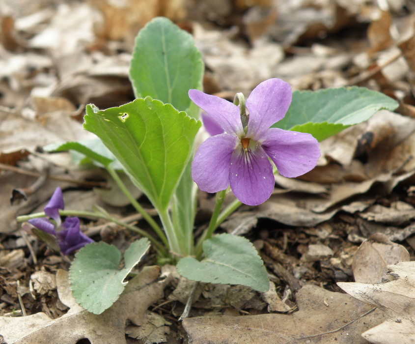 Изображение особи Viola ambigua.