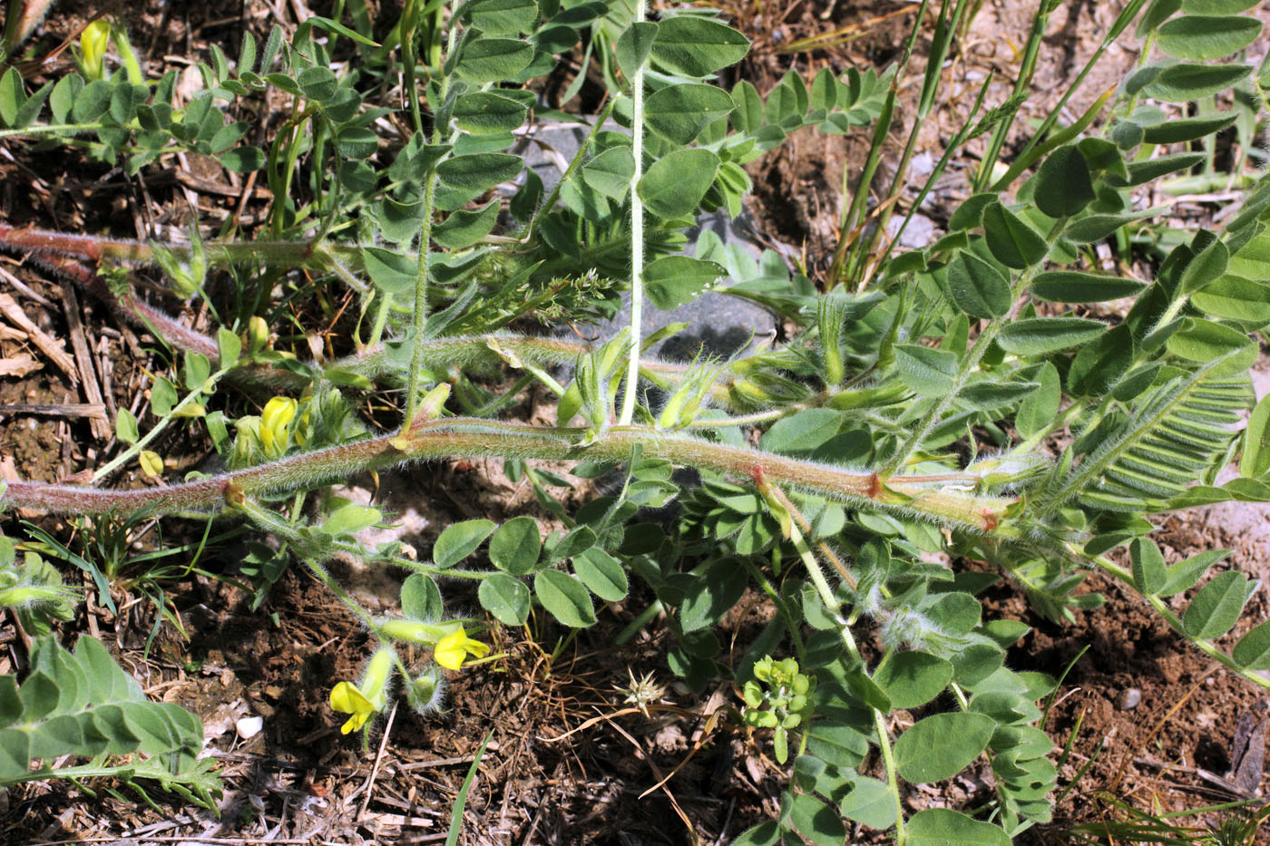 Image of Astragalus amygdalinus specimen.