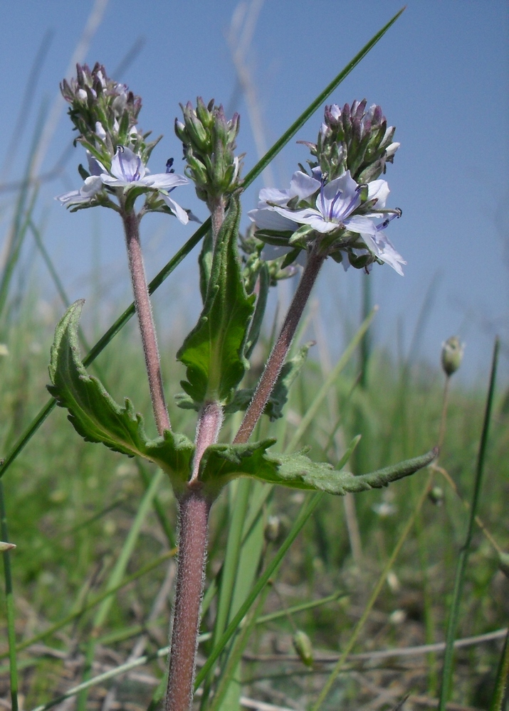 Image of Veronica prostrata specimen.