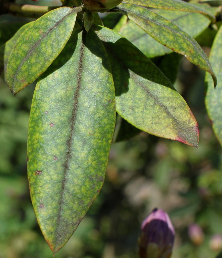 Image of Rhododendron augustinii specimen.