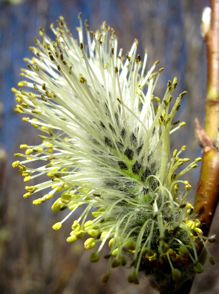 Image of Salix phylicifolia specimen.