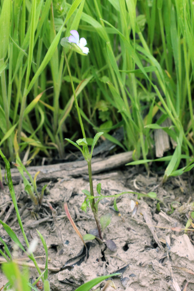 Image of Viola occulta specimen.