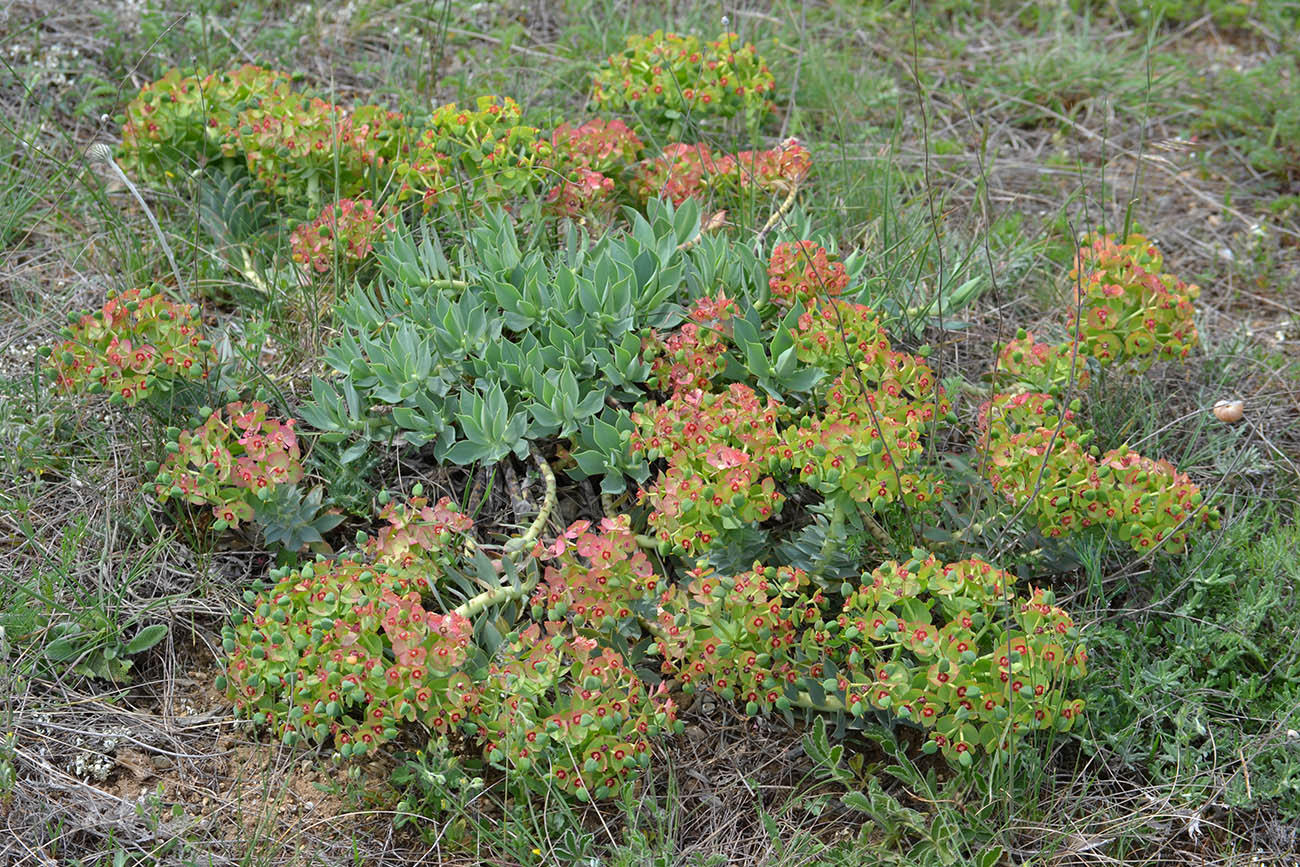 Изображение особи Euphorbia myrsinites.