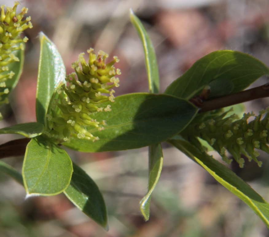 Изображение особи Salix rhamnifolia.