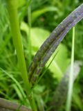 Dactylorhiza fuchsii. Стеблевой лист. Ярославль, Петропавловский парк, на обочине тропы. 12.06.2013.