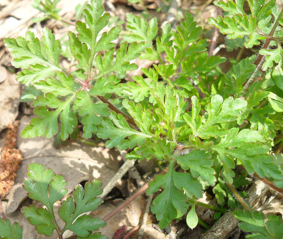 Image of Geranium robertianum specimen.