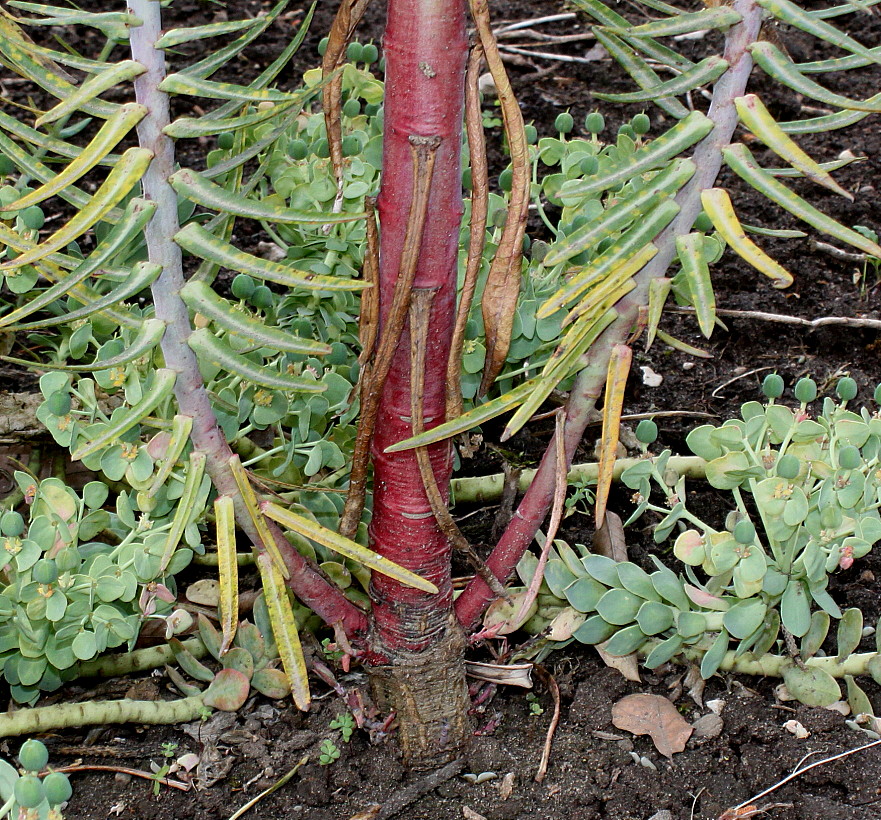 Image of Euphorbia lathyris specimen.