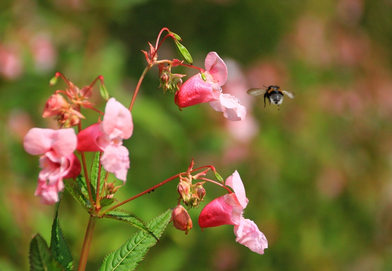 Image of Impatiens glandulifera specimen.