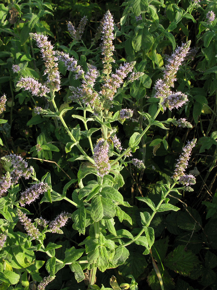 Image of Mentha longifolia specimen.