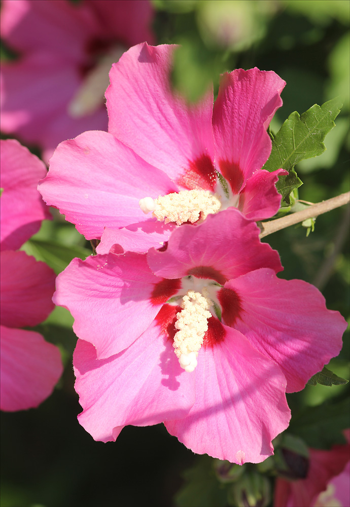 Image of Hibiscus syriacus specimen.