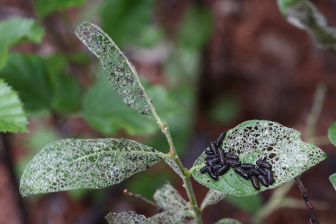 Image of genus Salix specimen.