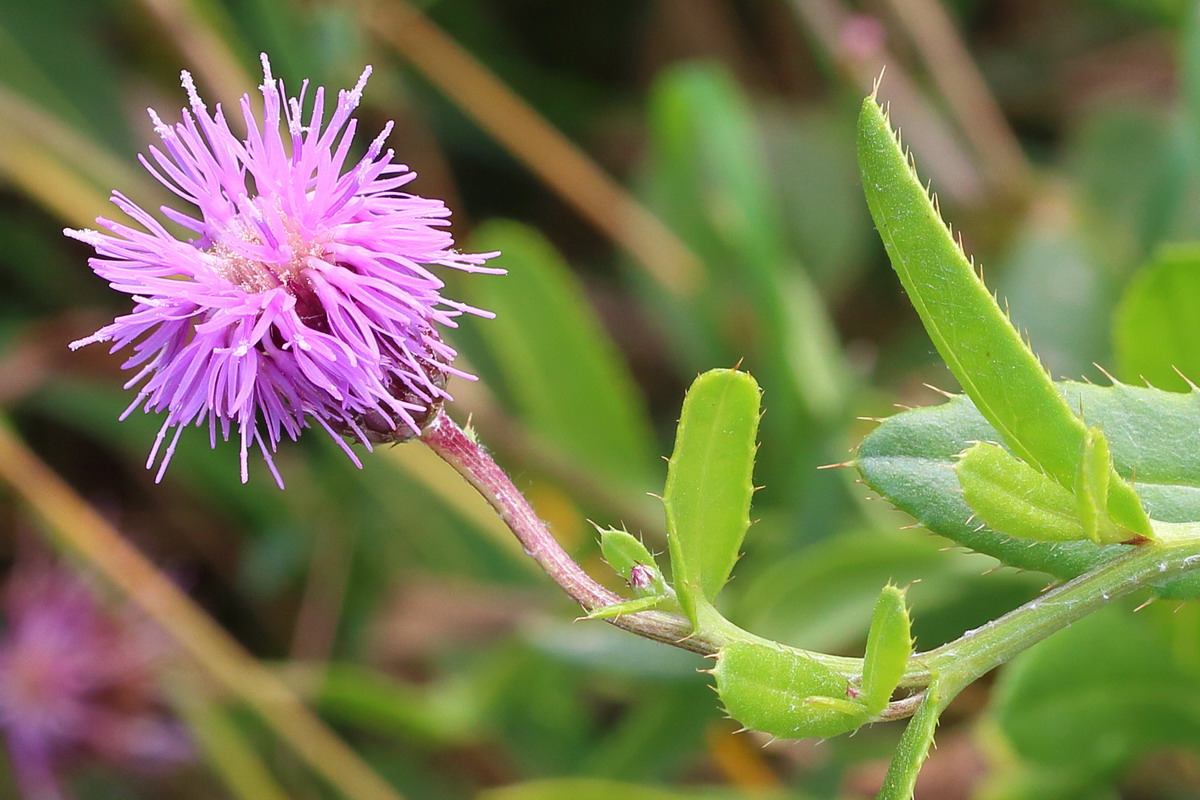 Image of Cirsium setosum specimen.