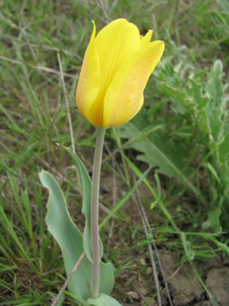 Image of Tulipa suaveolens specimen.