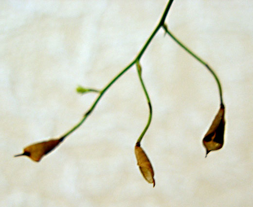 Image of Delphinium consolida specimen.