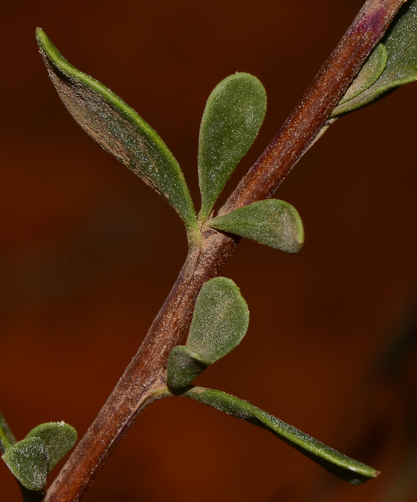 Image of Globularia arabica specimen.