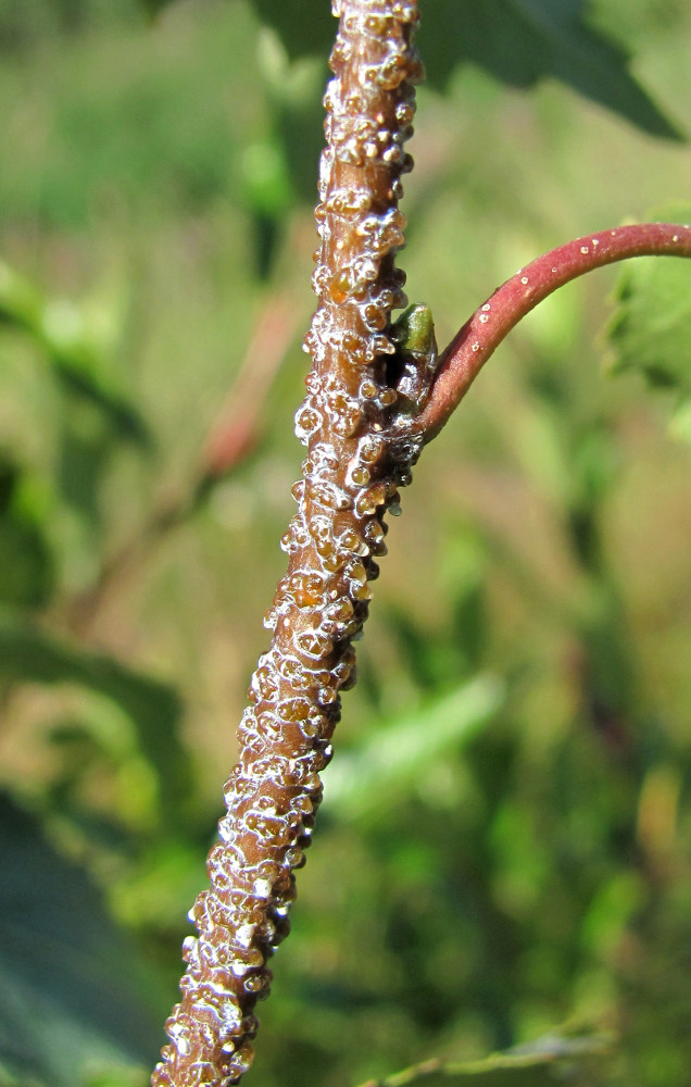 Изображение особи Betula pendula.