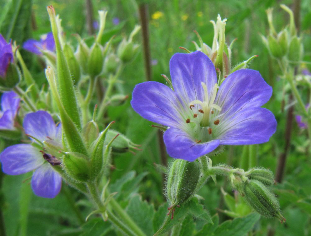 Image of Geranium sylvaticum specimen.