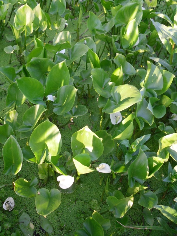 Image of Calla palustris specimen.