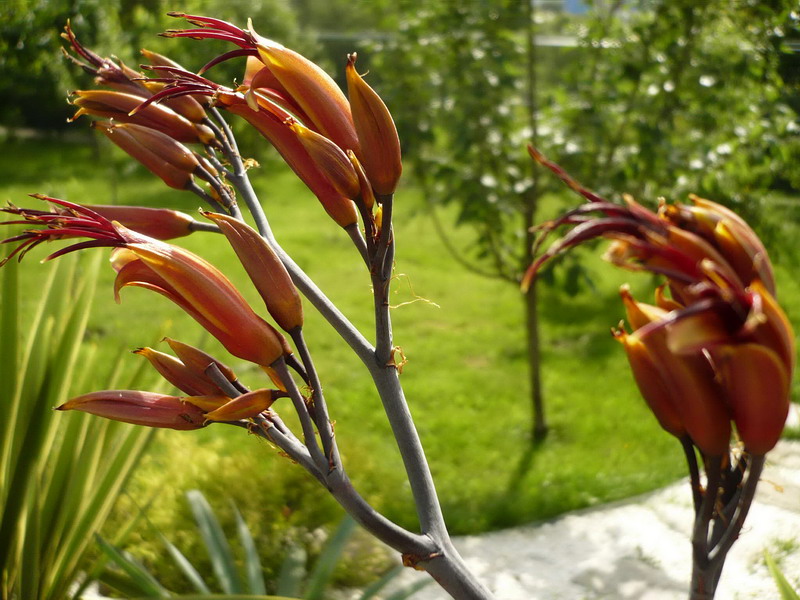 Image of Phormium tenax specimen.