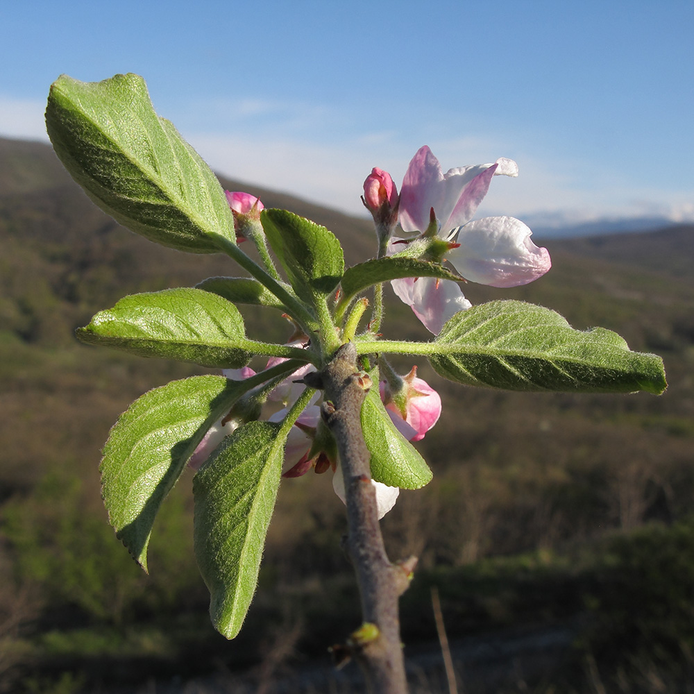 Изображение особи Malus orientalis.