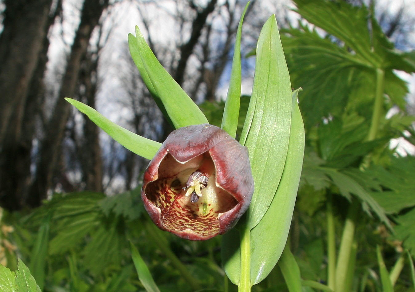 Изображение особи Fritillaria latifolia.