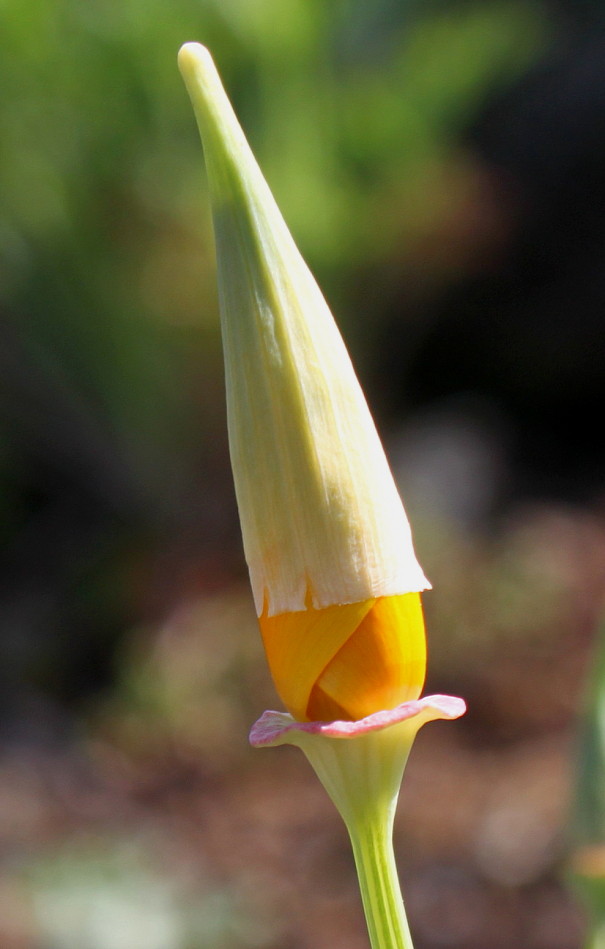 Image of Eschscholzia californica specimen.