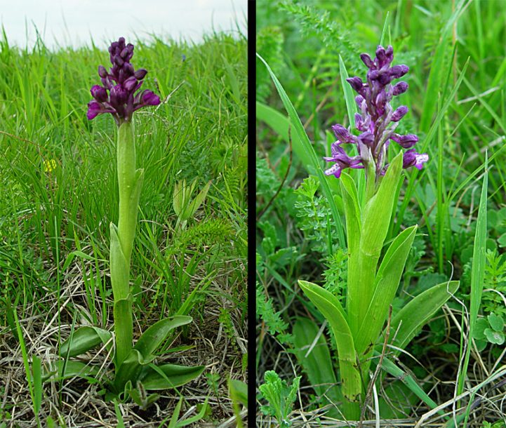 Изображение особи Anacamptis morio ssp. caucasica.