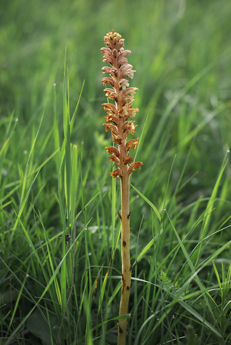 Image of Orobanche centaurina specimen.