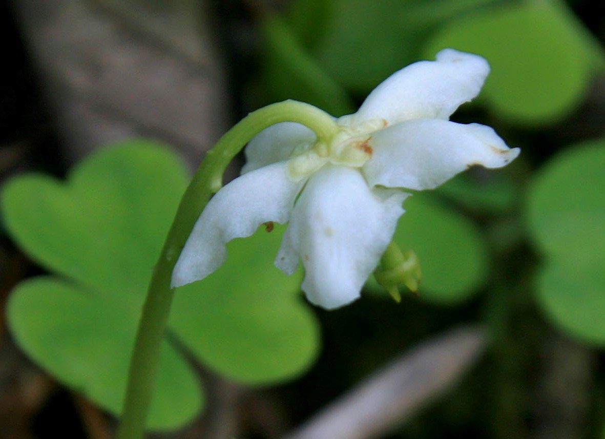 Изображение особи Moneses uniflora.