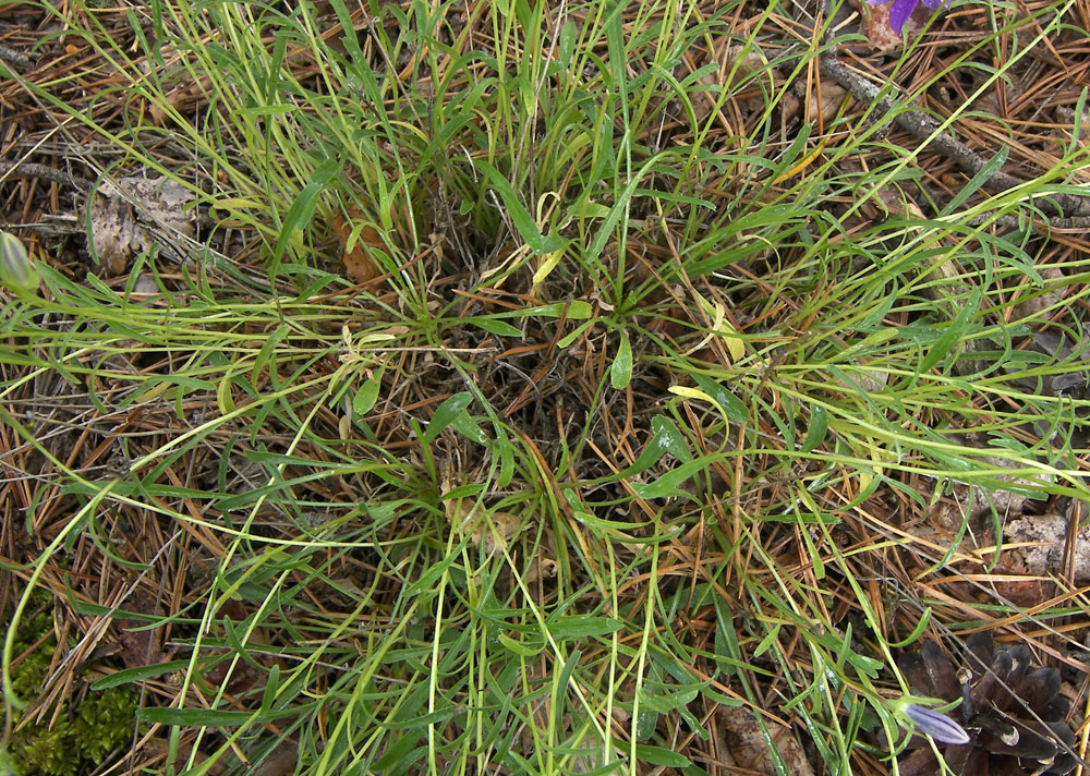 Image of Campanula circassica specimen.